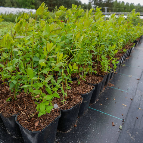 Jagoda kamczacka Wojtek