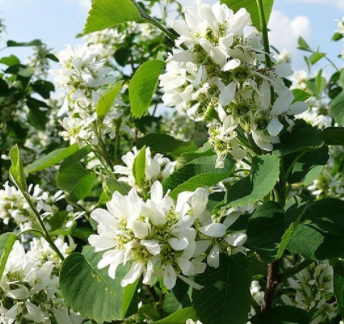 Świdośliwa olcholistna Forestburg