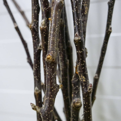 Jabłoń kolumnowa Garden Fountain START PACK