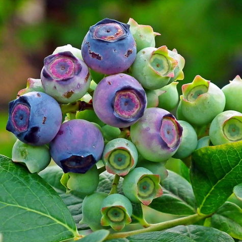 Borówka amerykańska Rubel w doniczce