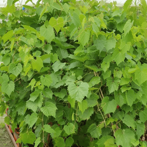 Winorośl winogrona Lilla