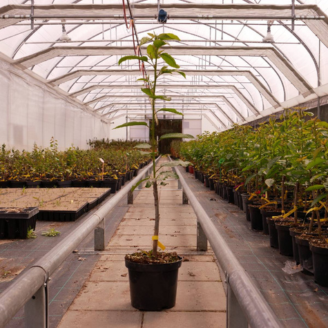 Czereśnia Bladoróżowa Miodówka w doniczce