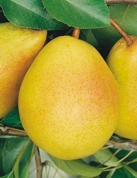 Grusza Santa Maria w doniczce (C2)