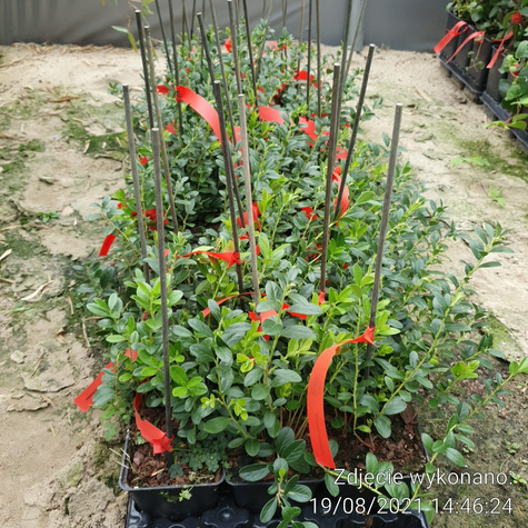 Borówka brusznica sadzonki