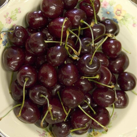 Czereśnia Krótkopłodna w doniczce