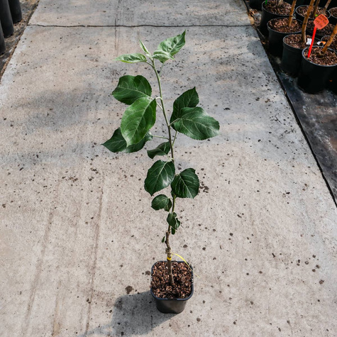 Jabłoń Kosztela w doniczce C2