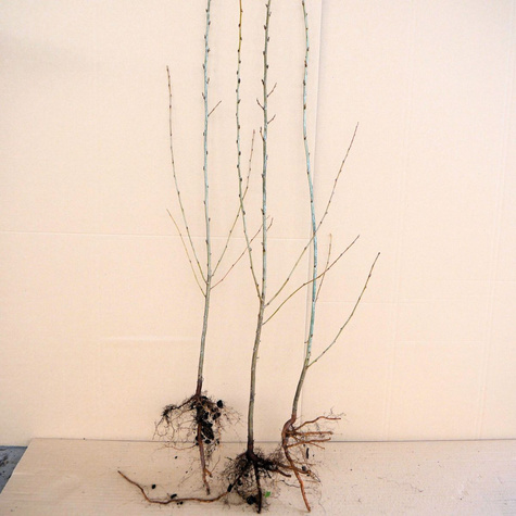 Irga błyszcząca Miododajna na żywopłot Plant Pack