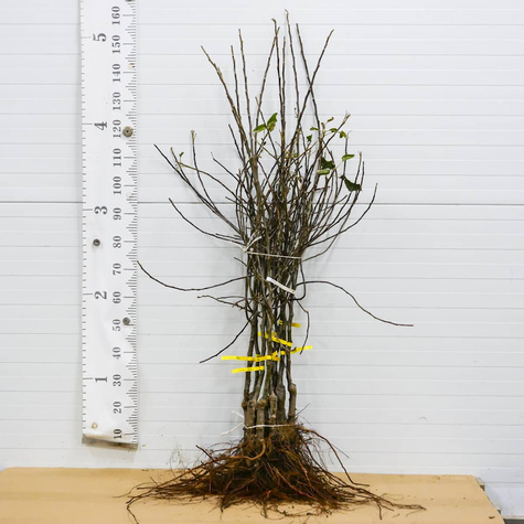 Jabłoń Enterprise Parchoodporna