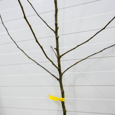 Jabłoń Celesta mrozoodporna