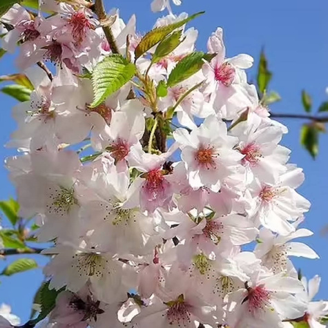 Czereśnia karłowa SAMOPŁODNA Lapins START PACK (GISELA5)