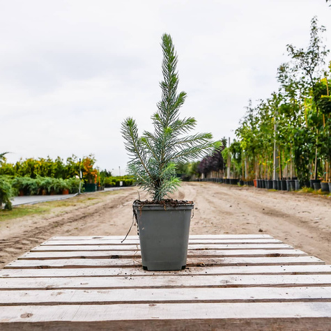 Świerk kłujący Kaibab (C2)