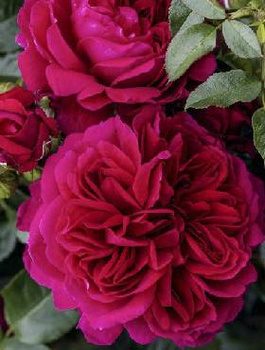 Róża parkowa Soul ciemno różowa balot