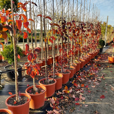 Jabłoń kolumnowa Maypole Balerina w doniczce