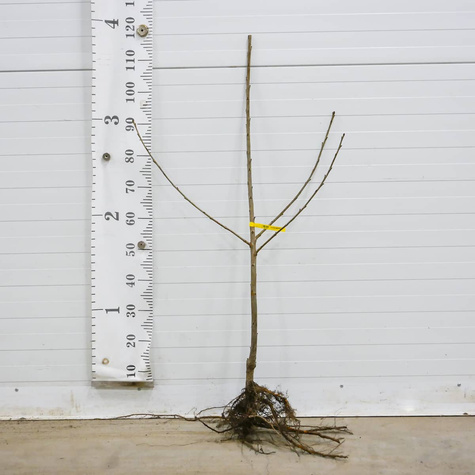 Czereśnia karłowa typu Summit START PACK