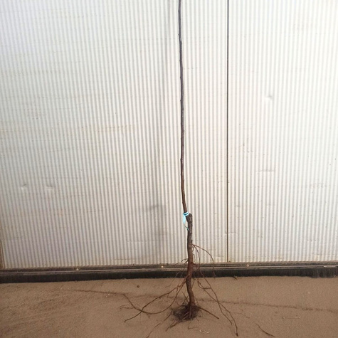 Półkarłowa Śliwa japońska Żółta Afaska