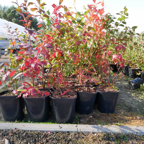 Borówka amerykańska Earliblue sadzonki