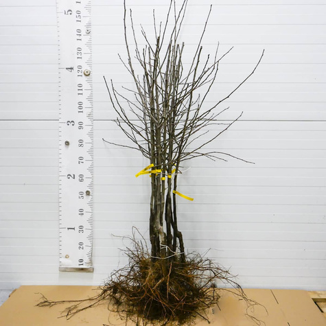 Śliwa Vision START PACK