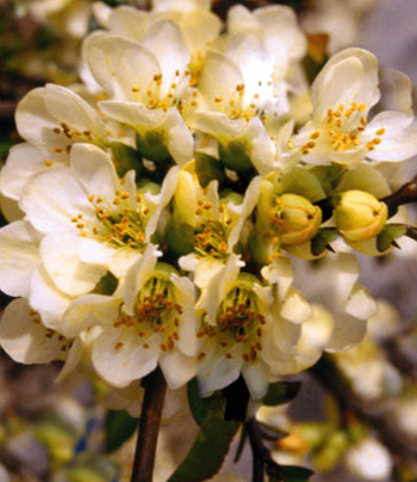 Pigwowiec mieszańcowy Northern Lemon cytrynowe owoce
