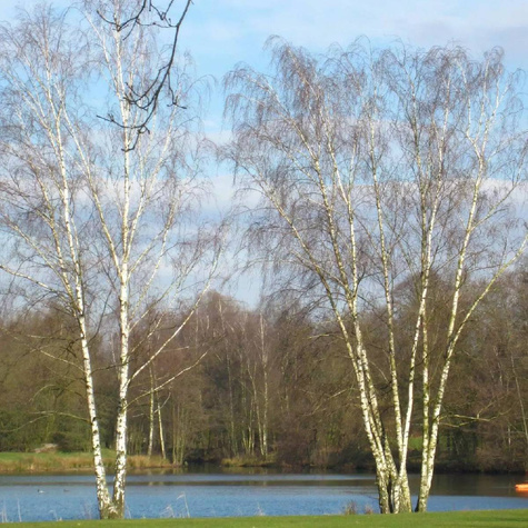 Brzoza brodawkowata Plant Pack