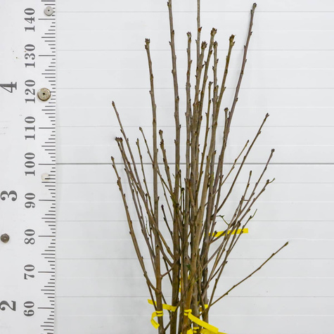 Czereśnia kolumnowa Pola