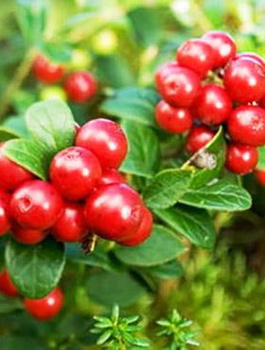 Borówka brusznica sadzonki