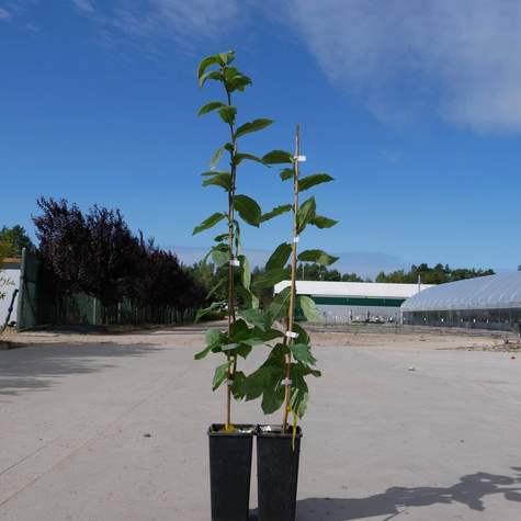 Nieszpułka jadalna Nottingham