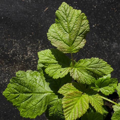 Malina Sokolica letnia w doniczce