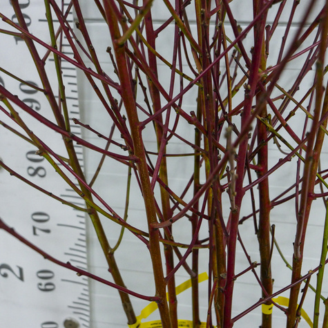 Brzoskwinia Harnaś START PACK