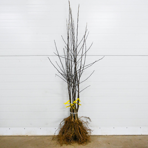 Jabłoń Red Cortland START PACK