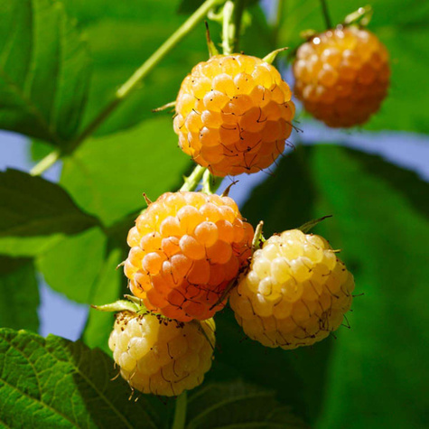 Malina Poranna Rosa w doniczce