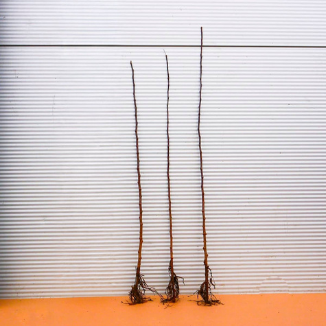 Podkładka Jabłoni P60 Półkarłowa Plant Pack