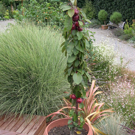 Jabłoń kolumnowa Maypole Balerina w doniczce