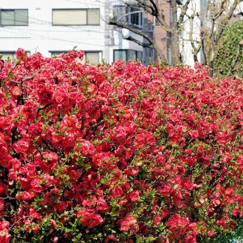 Pigwowiec okazały Nivalis Ozdobny Obronny na Nalewki