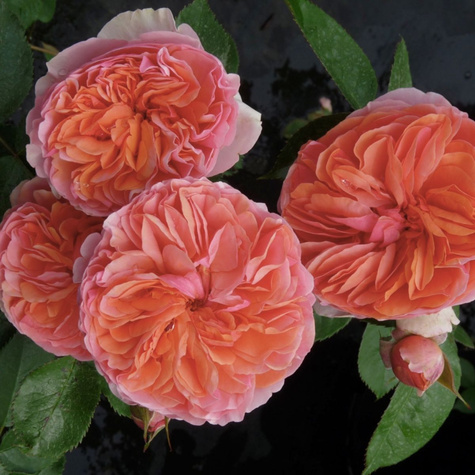 Róża rabatowa Chippendale pomarańczowa balot