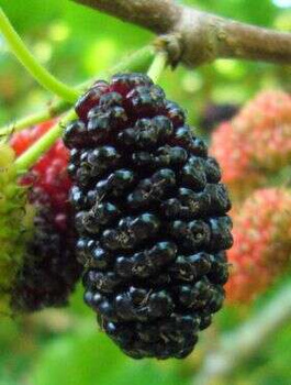 Morwa Czarna Pendula Pa 180 (C10)