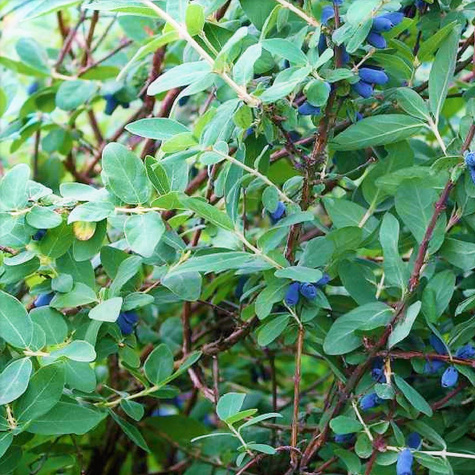 Jagoda kamczacka Boreal Blizzard późna duże owoce w doniczce