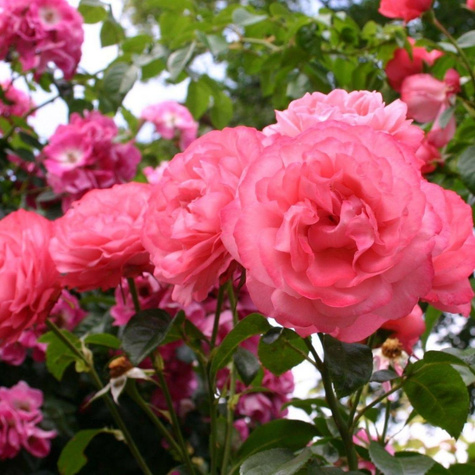 Róża pnąca Rosanna różowa balot