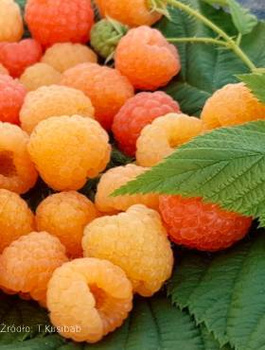 Malina żółta Jantar powtarzająca w doniczce