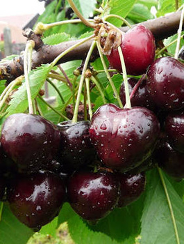 Czereśnia półkarłowa Jacinta chrupkie owoce START PACK