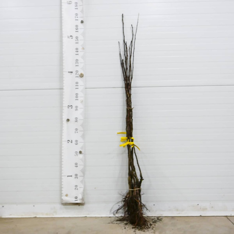 Grusza drobnoowocowa Chanticleer zapylacz START PACK