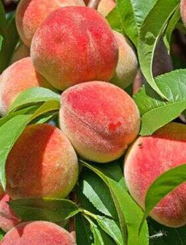 Brzoskwinia Redhaven