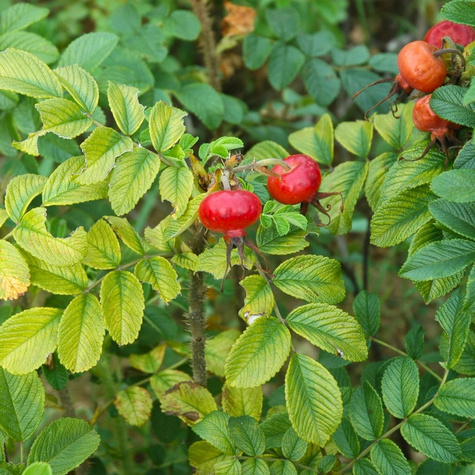 Róża pomarszczona na dżemy Plant Pack