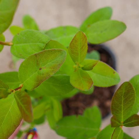 Jagoda kamczacka Docz Velikana