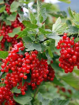 Porzeczka czerwona Rolan w doniczce