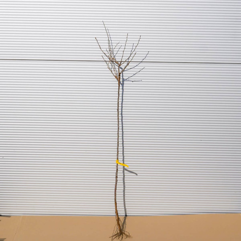 Agrest czerwony Niesłuchowski na pniu w balocie