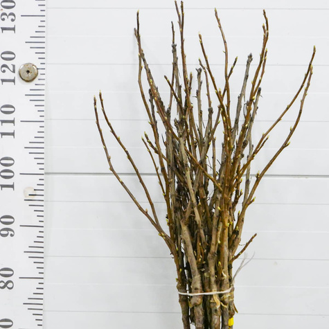 Duo porzeczka czerwono-czarna na pniu balot