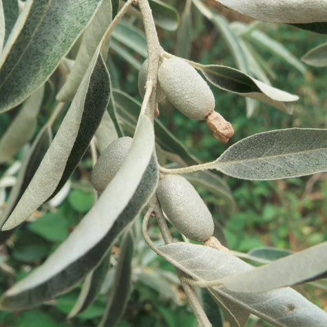 Oliwnik wąskolistny Plant Pack