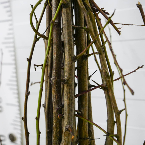 Śliwa Węgierka Biała Śliwa Biała Stara odmiana START PACK