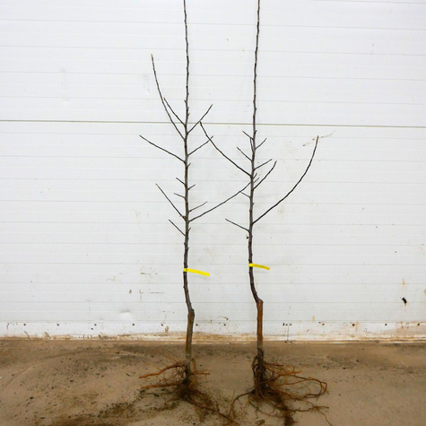 Jabłoń Pinova Pinowa