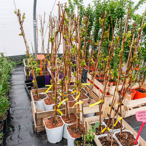 Winorośl winogrona Bianca (C2)